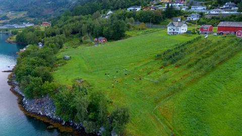 Aerial drone flight over a flock of sheep that graze on a farm in Norway Stock-Footage 129831458