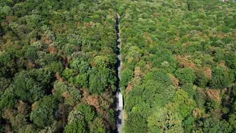 Aerial drone flight over forest road in vibrant green woodland Video stock 319815740