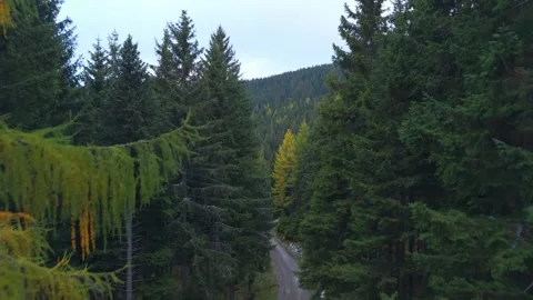 Aerial Drone Flight Over Forest Hills with Early Snow Patches, Autumn Morning Stock Footage 320310930