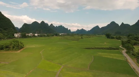 Aerial drone flight over green lush rice paddy fields, agriculture China Asia Stock Footage