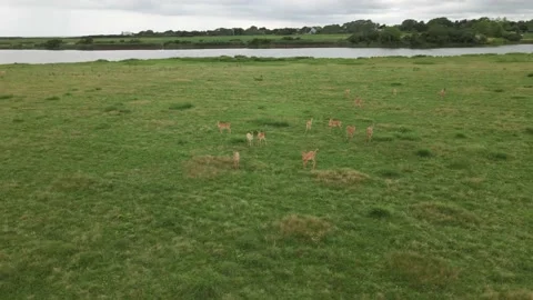 Aerial Drone Flight Over Long Island Family of Deer Stock Footage 163311542