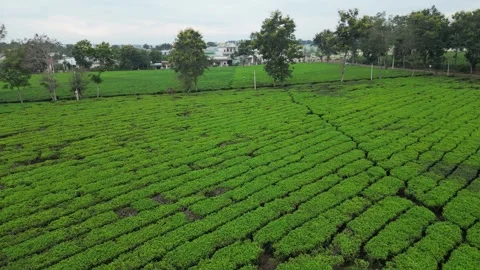 Aerial Drone Flight Over a Lush Tea Hill in Gia Lai, Vietnam Vídeo Stock 343719944