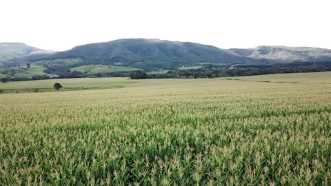 Aerial drone flight over maize corn plantation with irrigation Stock Footage 114884300