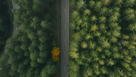 Aerial drone flight over mixed autumn forest and curving forest road Stock Footage 319446643