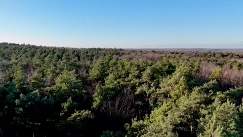 Aerial Drone Flight Over Mixed Forest with Green Pines and Blue Sky Stock Footage 323330952