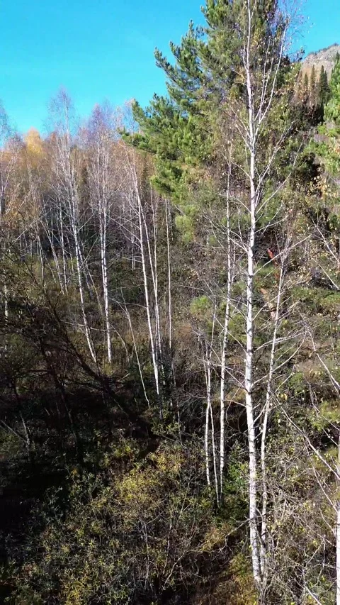 Aerial Drone Flight Over a Mixed Pine and Birch Forest in Golden Autumn Stock Footage 348247366