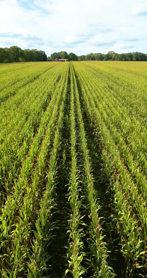 Aerial drone flight over open fields with green and brown surface Stock Footage 253034668