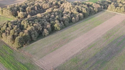 Aerial drone flight over a patchwork of green farm fields, Rural Landscape Stock Footage 316691759