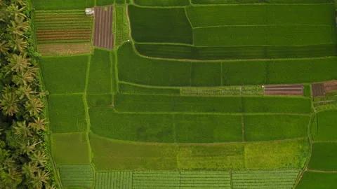 Aerial drone flight over pattern of fields at Bali village, Indonesia, 4k Stock Footage 138807923