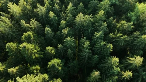 Aerial Drone Flight Over Pine Forest Treetops with Sunlight Flares Stock Footage 315310241