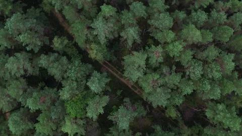Aerial drone flight over pine forest and path in kashubia Stock Footage 317041459