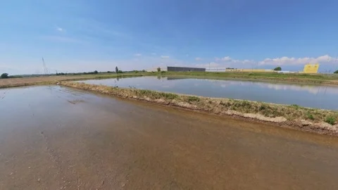 Aerial Drone Flight Over Rice Paddies With Birds Taking Off In Northern Italy Video stock 334662672