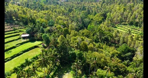 Aerial Drone Flight Over Rice Terraces and Tropical Forest in Bali Stock Footage 345634906