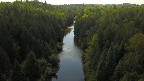 Aerial drone flight over a river gorge in a green coniferous forest. Stock Footage 95563277
