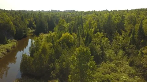 Aerial drone flight over a river gorge in a green coniferous forest. Stock Footage 95564142