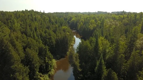 Aerial drone flight over a river gorge in a green coniferous forest. Stock Footage 95564202