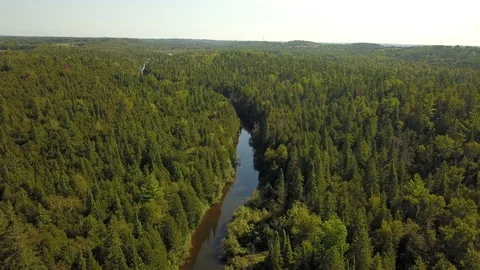 Aerial drone flight over a river gorge in a green coniferous forest. Stock Footage 95564239