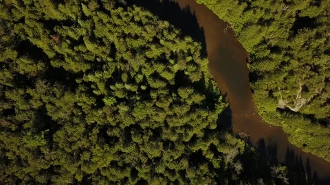 Aerial drone flight over a river gorge in a green coniferous forest. Stock Footage 95564330