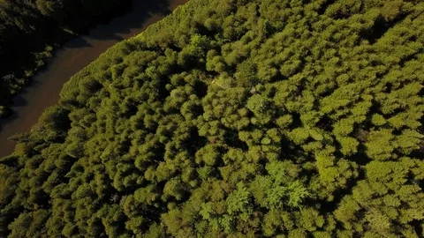Aerial drone flight over a river gorge in a green coniferous forest. Stock Footage 95564334