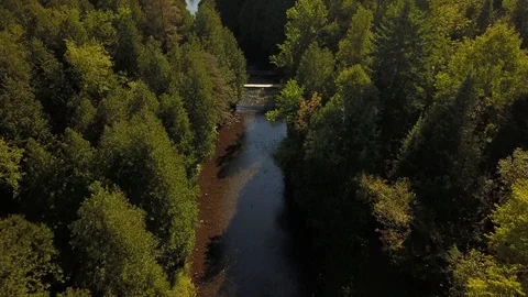 Aerial drone flight over a river gorge in a green coniferous forest. Stock Footage 95564459