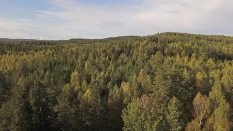Aerial drone flight over rolling forest hills in Sweden, early autumn Stock Footage 323462635