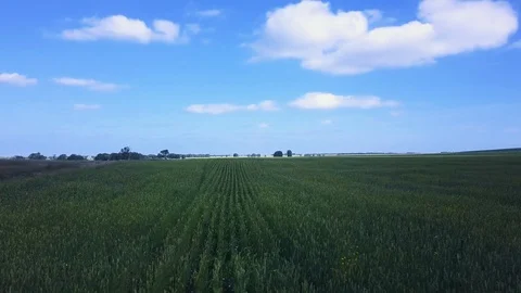 Aerial drone flight over the rows of wheat, approaching harvest season Stock Footage 93509726