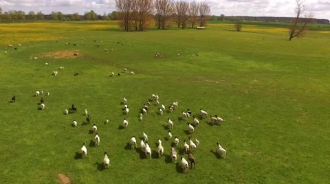Aerial Drone flight over running sheeps on green meadow Stock Footage 62932939