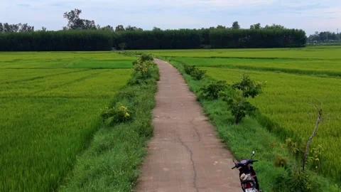 Aerial Drone Flight Over Rural Road Through Lush Green Rice Fields in Vietnam Stock Footage 341392249