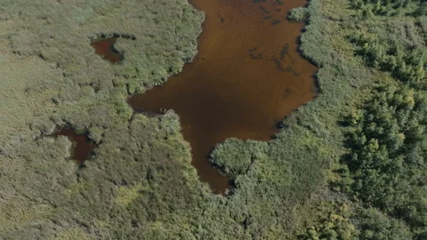 Aerial Drone Flight Over Rusty Dark Water and Reeds in Zgierzynka Wetlands Stock Footage 324966500