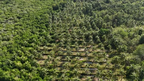 Aerial Drone Flight Over Tropical Mangrove Forest and Coconut Palm Plantation Stock Footage 340892833