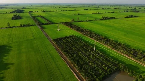 Aerial drone flight over vast green paddy fields and power transmission lines Stock-Footage 342926757