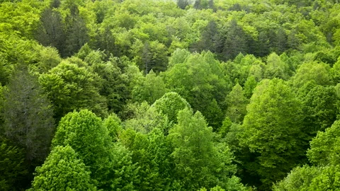 Aerial Drone Flight Over Vibrant Green Forest in Spring Stock Footage 333899731