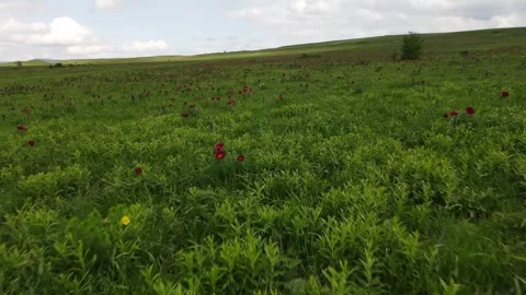 Aerial drone flight over a vibrant meadow with wild red flowers in spring Vídeos de archivo 337394630