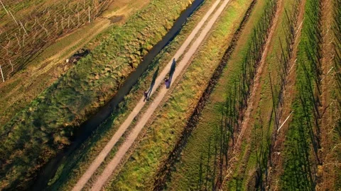 Aerial drone flight over view apples trees field in Tuscany Dad&amp;Son on path Vídeos de archivo 234130293
