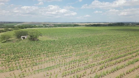 Aerial Drone Flight Over Vineyard Rows Near Vistuk, Slovakia Stock Footage 341333485