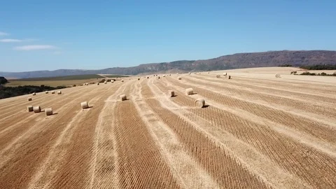 Aerial drone flight over wheat fields hay and crop plantation Stock Footage 123015708