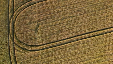 Aerial drone flight over wheat field Stock Footage 245730845