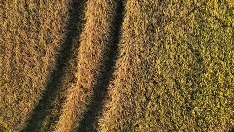 Aerial drone flight over wheat field Stock Footage 245731018