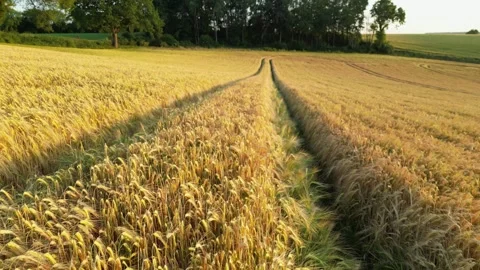 Aerial drone flight over wheat field Stock Footage 245731273