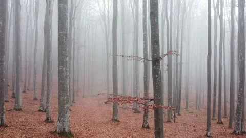 Aerial drone flight through the bare trees in autumn. Foggy forest in the mornin Stock Footage 234517125
