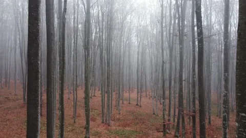 Aerial drone flight through the bare trees in autumn. Foggy forest in the mornin Stock Footage 234517126