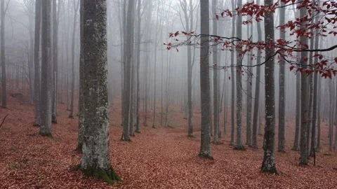 Aerial drone flight through the bare trees in autumn. Foggy forest in the mornin Stock Footage 234517139