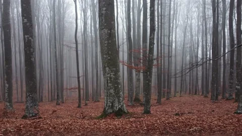 Aerial drone flight through the bare trees in autumn. Foggy forest in the mornin Stock Footage 234517163