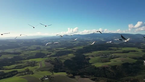 Aerial Drone Flight Through Bird Flock Over Rolling Countryside Stock Footage 306471164