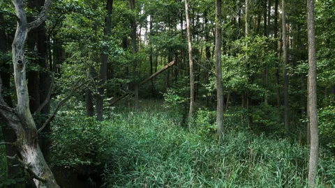 Aerial Drone Flight Through Dense Green Forest 스톡 동영상 323872582