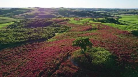 Aerial drone flight through flowered Tuscany Hills with solitary tree Stock Footage 310552023