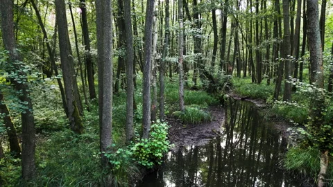 Aerial Drone Flight Through Forest Over Stream Stock Footage 323872574