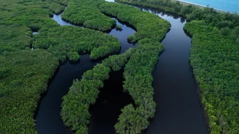 Aerial drone flight through lush mangrove forest waterways in the tropics. Video stock 337373244