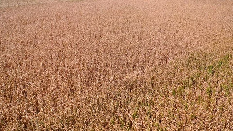 Aerial drone fly over corn field plantation Stock Footage 120620183