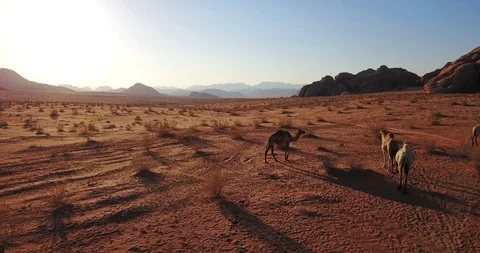 Aerial drone fly over Middle East Southern Jordan Wadi Rum Camels Desert Stock Footage 100362061